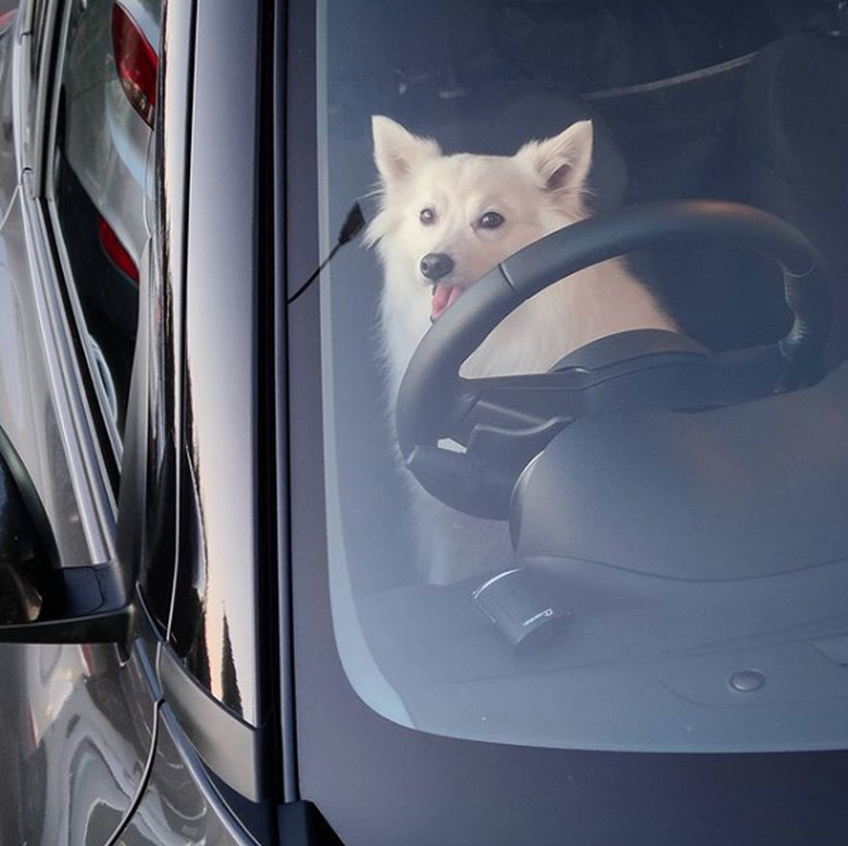 A happy spitz dog is behind the wheel of a car.