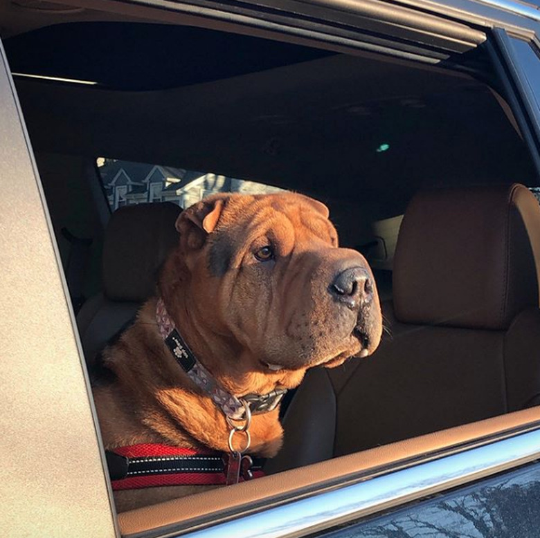 A sharpei dog is looking out the car window.