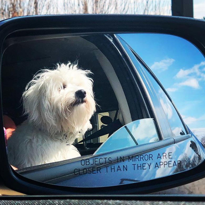 A white fluffy dog in side mirror.