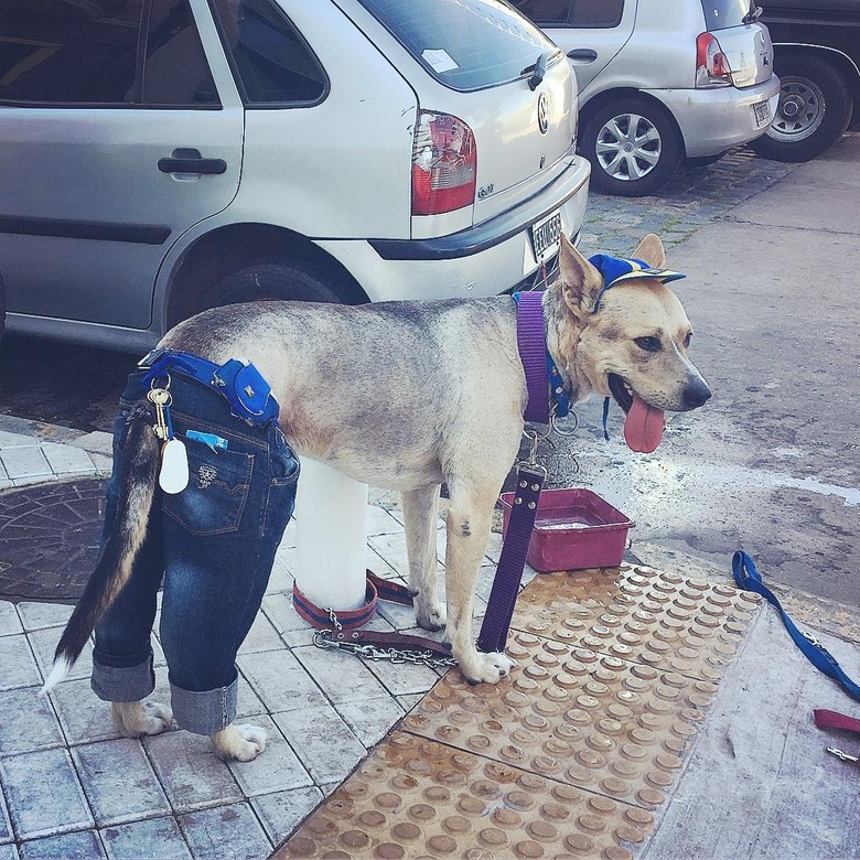 dog in jeans