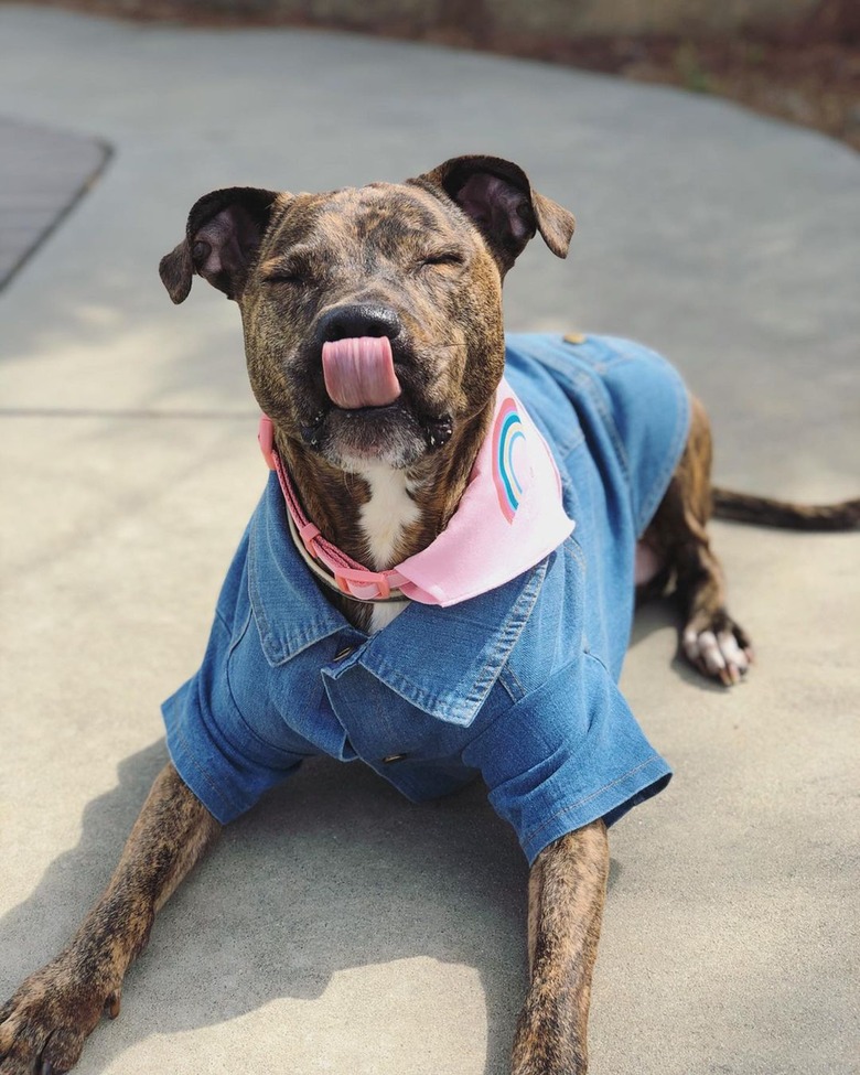 dog in denim