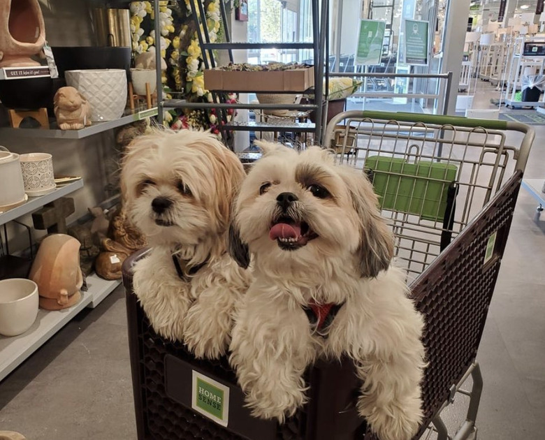 two dogs inside shopping cart.