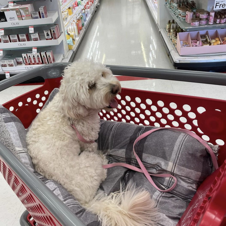 dog inside shopping cart.