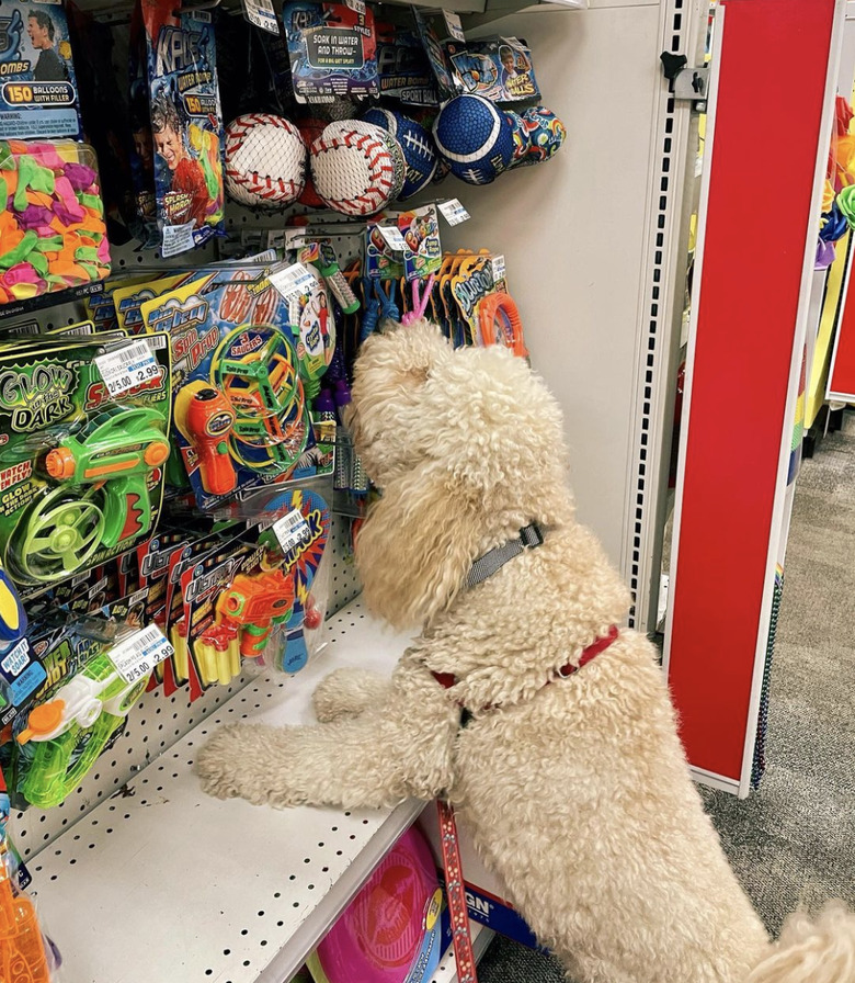 dog sniffing in treats aisle.