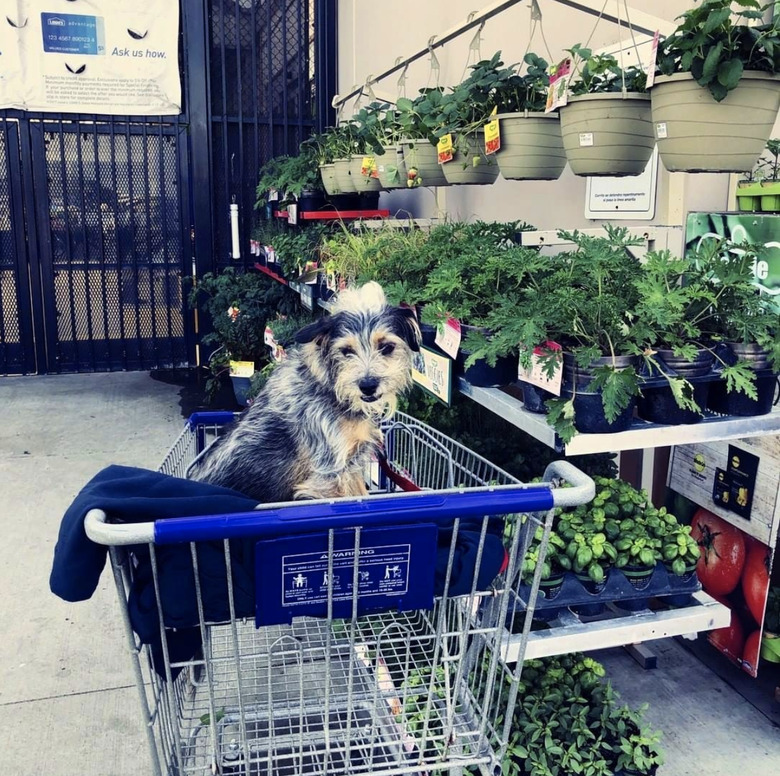 dog inside shopping cart.