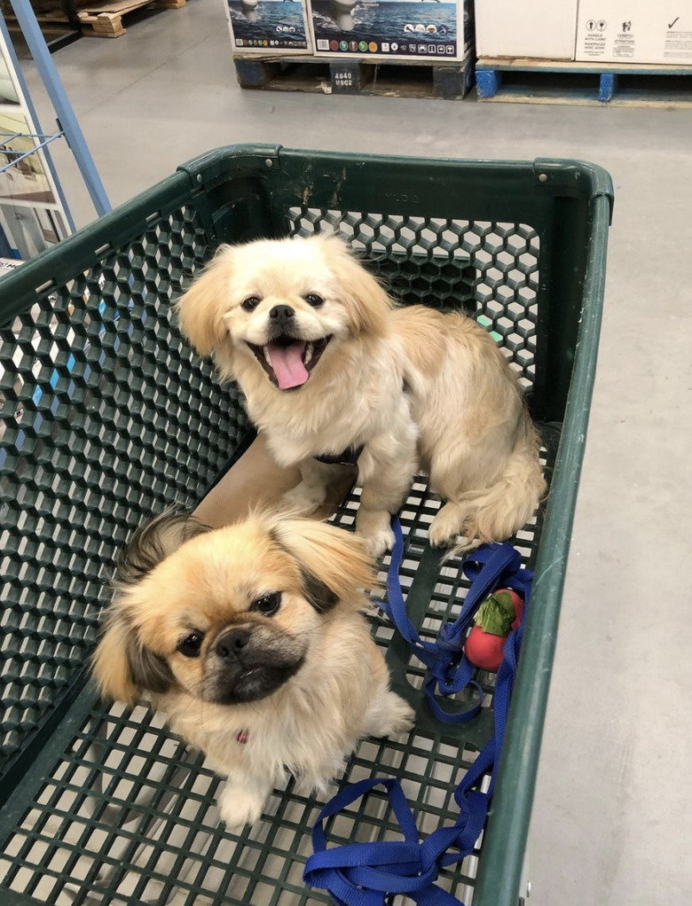 two dogs inside shopping cart.