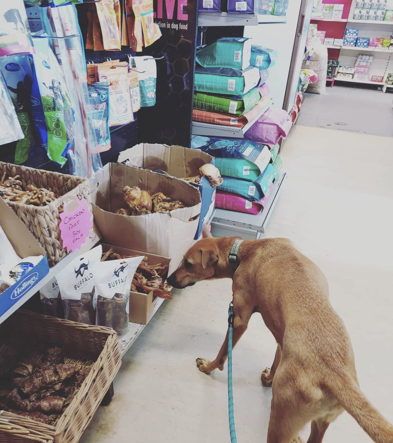 dog in treats aisle.