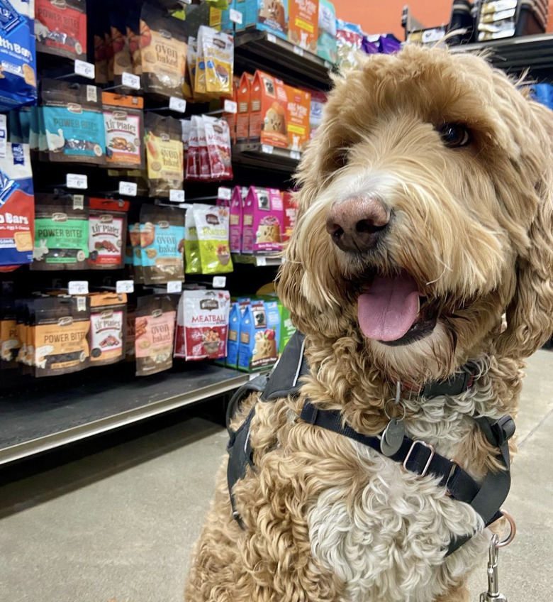 dog in the treats aisle.