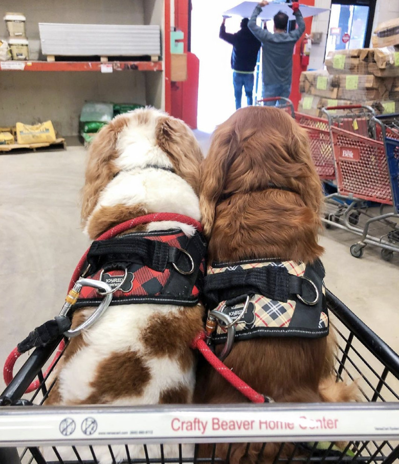 two dogs inside shopping cart.