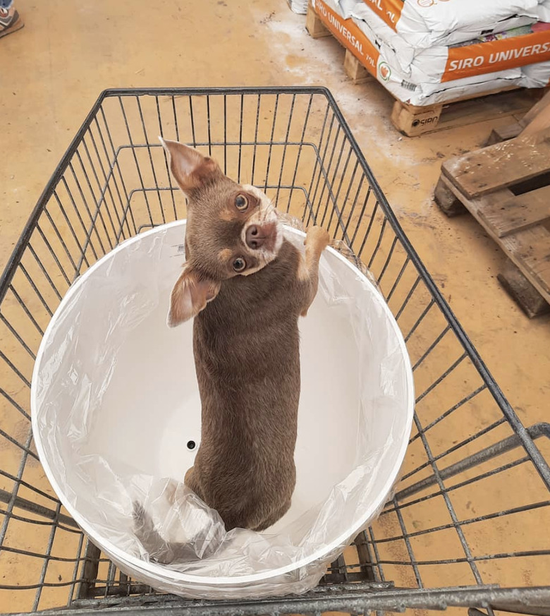 dog inside shopping cart.