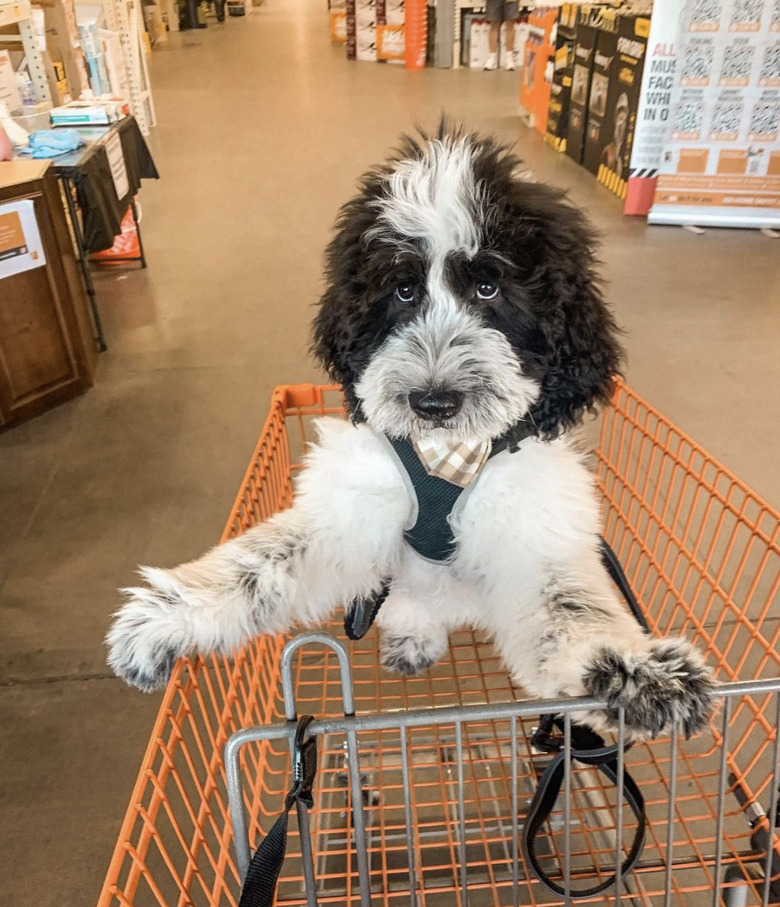 dog inside shopping cart.