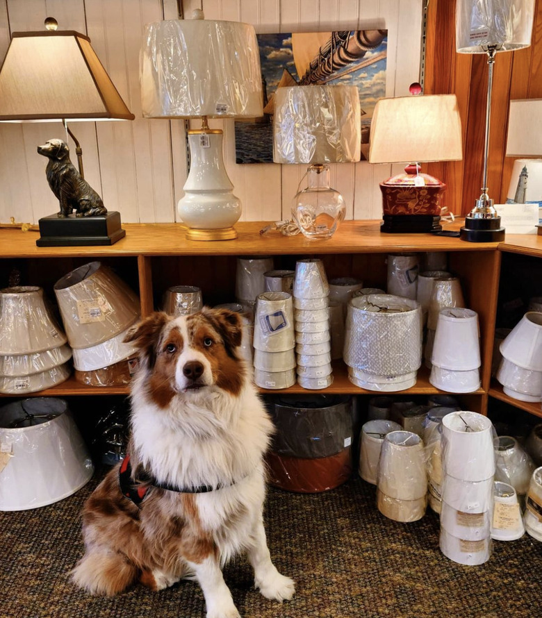 dog inside lamp store.