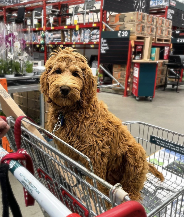 dog inside shopping cart.