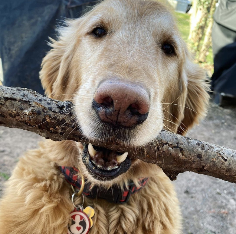 dog with big stick in mouth.