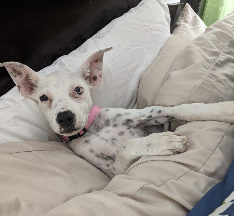 little dog looking sleepy in bed