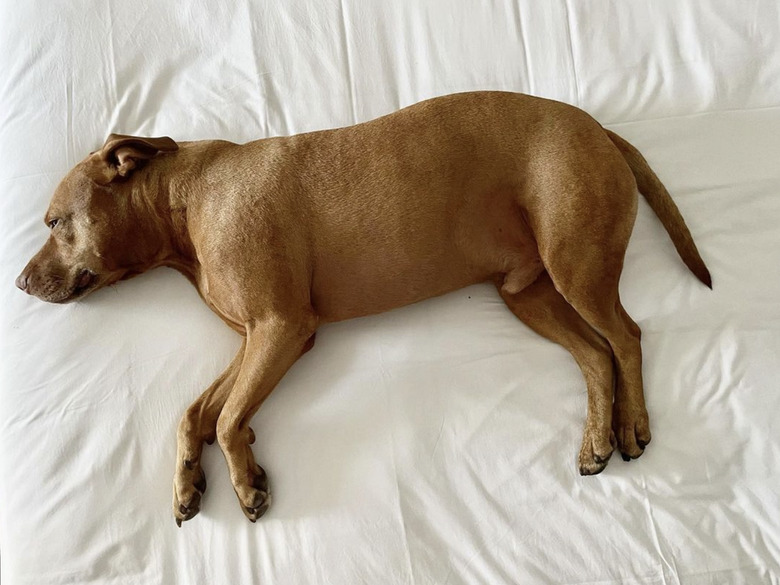 dog lying on crisp white sheets