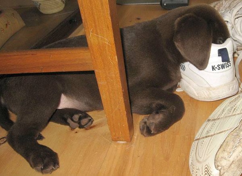 Chocolate lab puppy sleeping with their body under a chair and their face inside a sneaker.