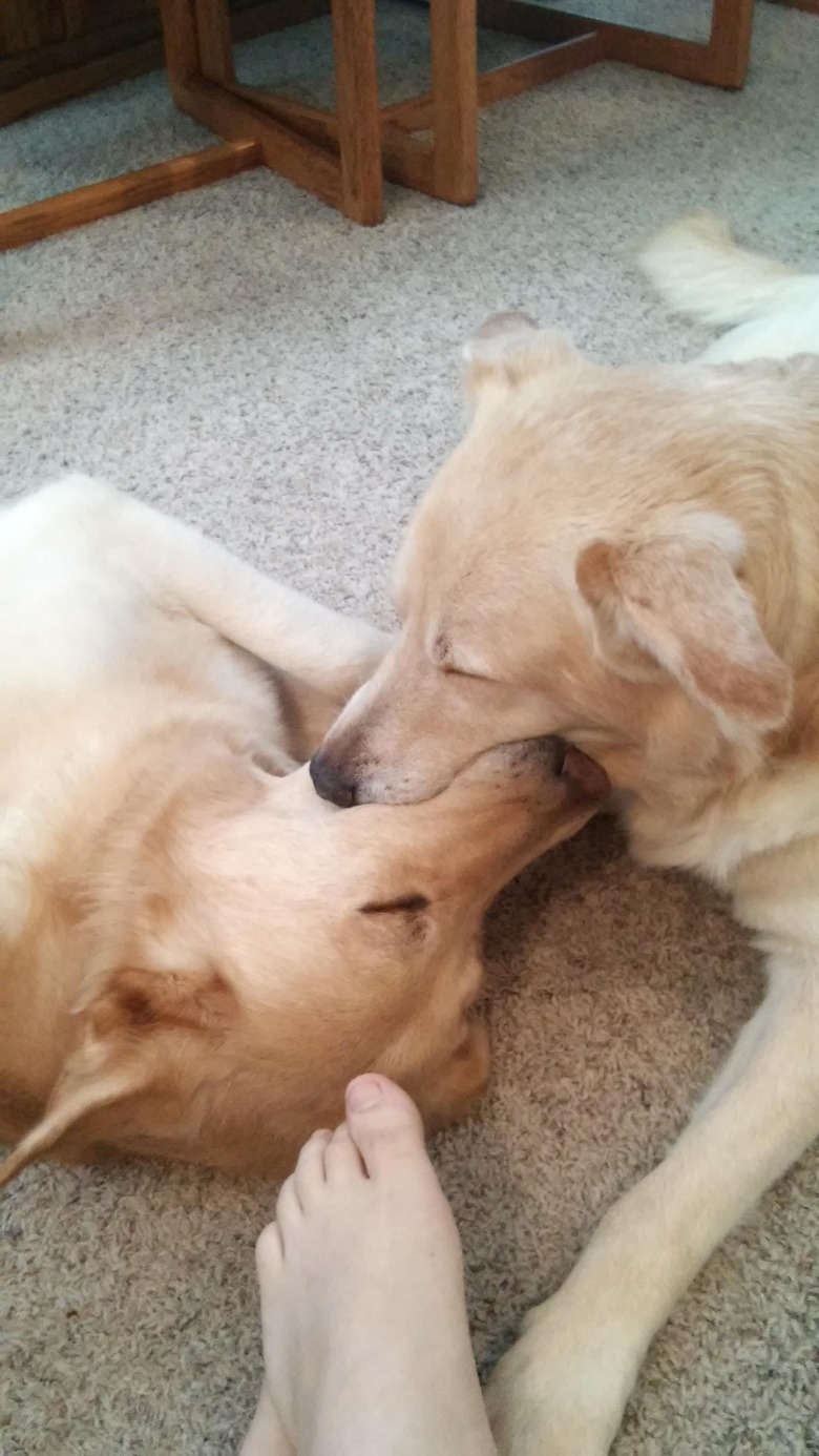 Two dogs are sleeping with their mouths interlocking each other over a tennis ball.