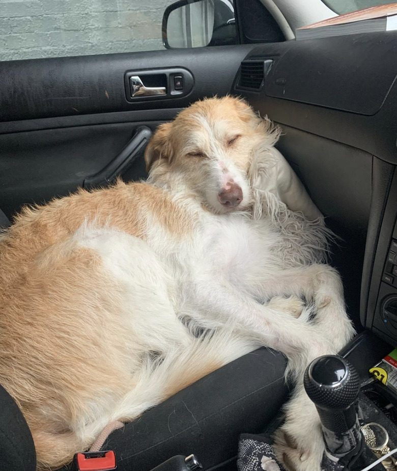 Portuguese podenco dog sleeping in the driver's seat of a car.