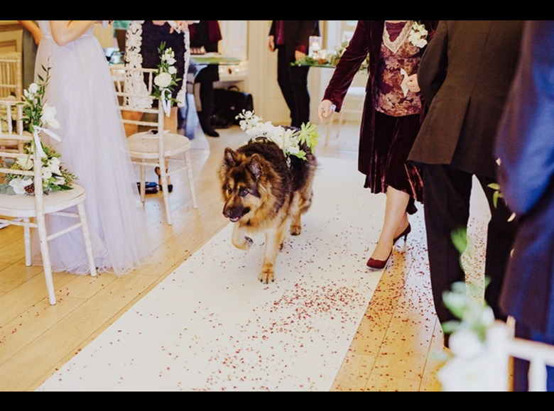 dog walking down aisle.