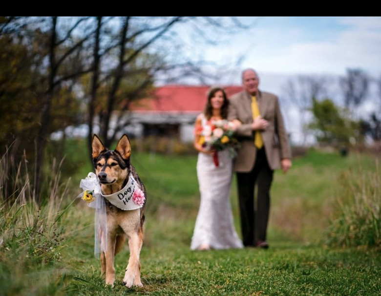 dog walking with flowers.