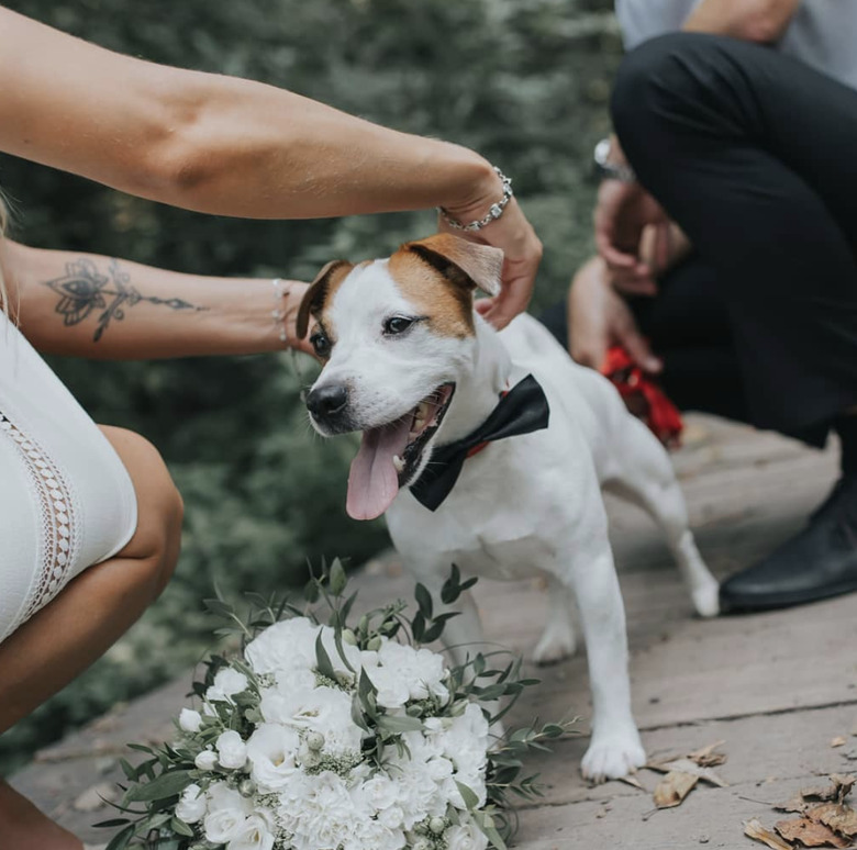 dog being pet by bride.