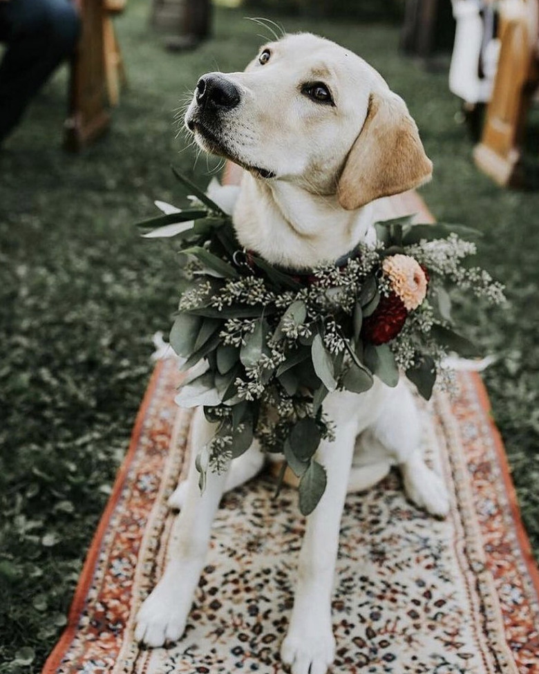 dog with flower necklace.