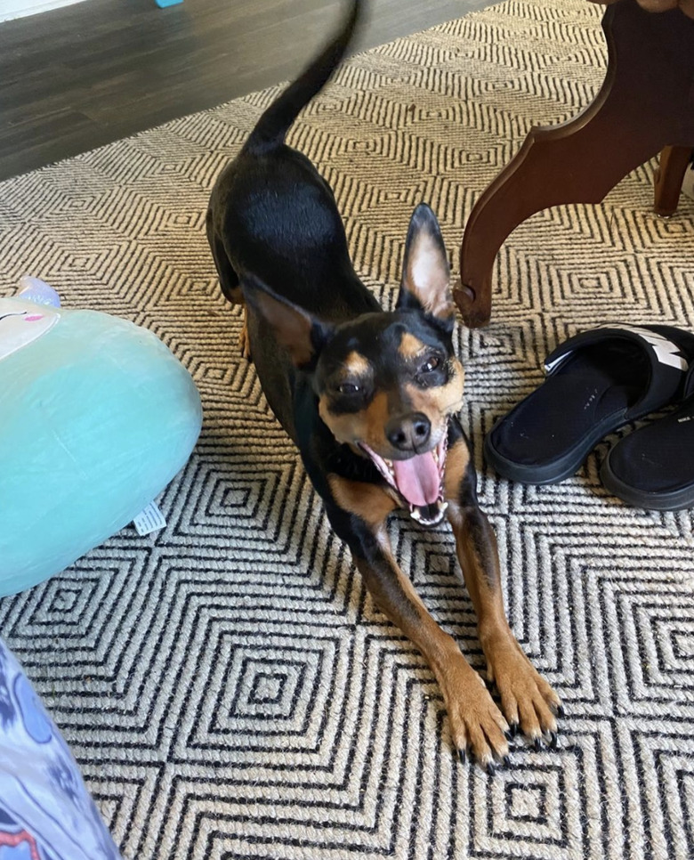 dog doing downward dog.