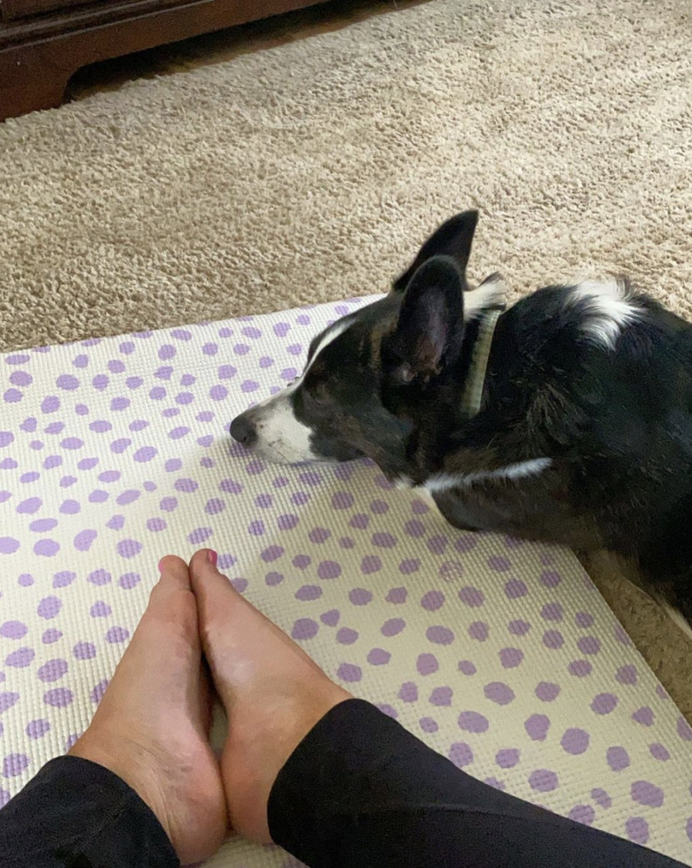 dog on yoga mat.