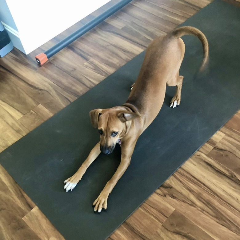 dog doing downward dog.