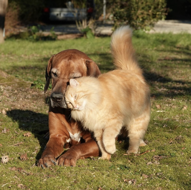 Rhodesian ridgeback dog and ginger cat cuddling in the sunshine in a backyard.