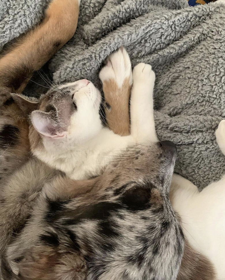 Dog and cat sleeping with their paws overlapping.