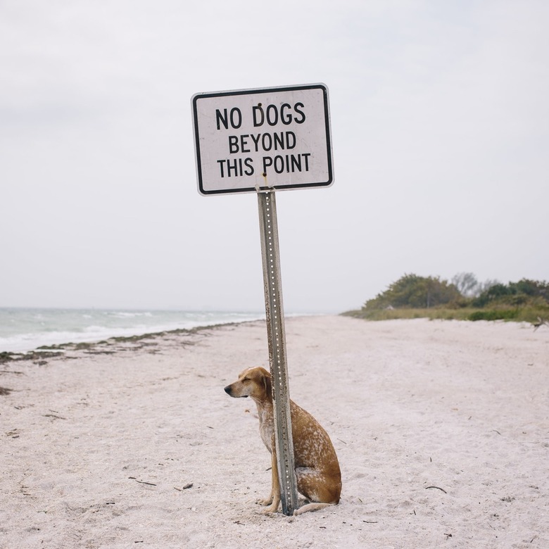 Dog on beach next to 