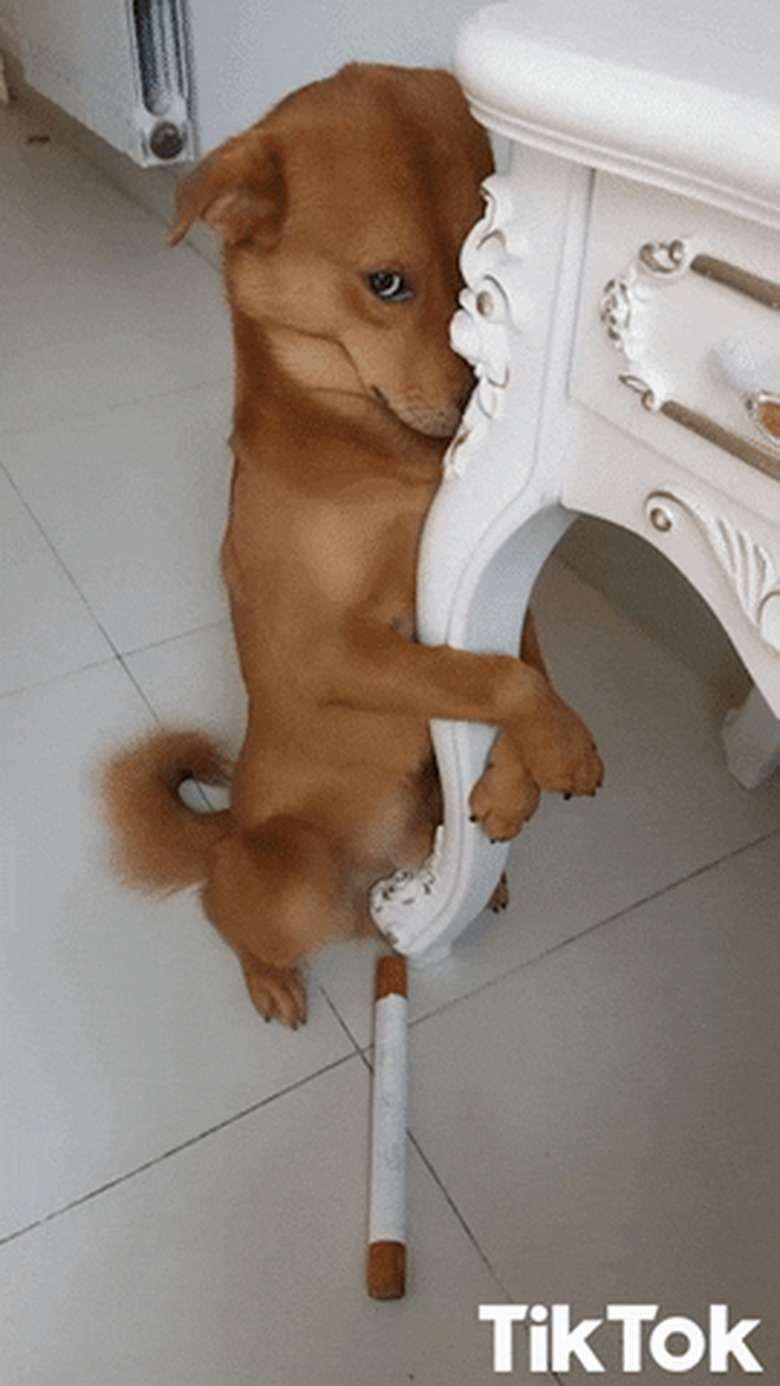 dog clings to leg of table