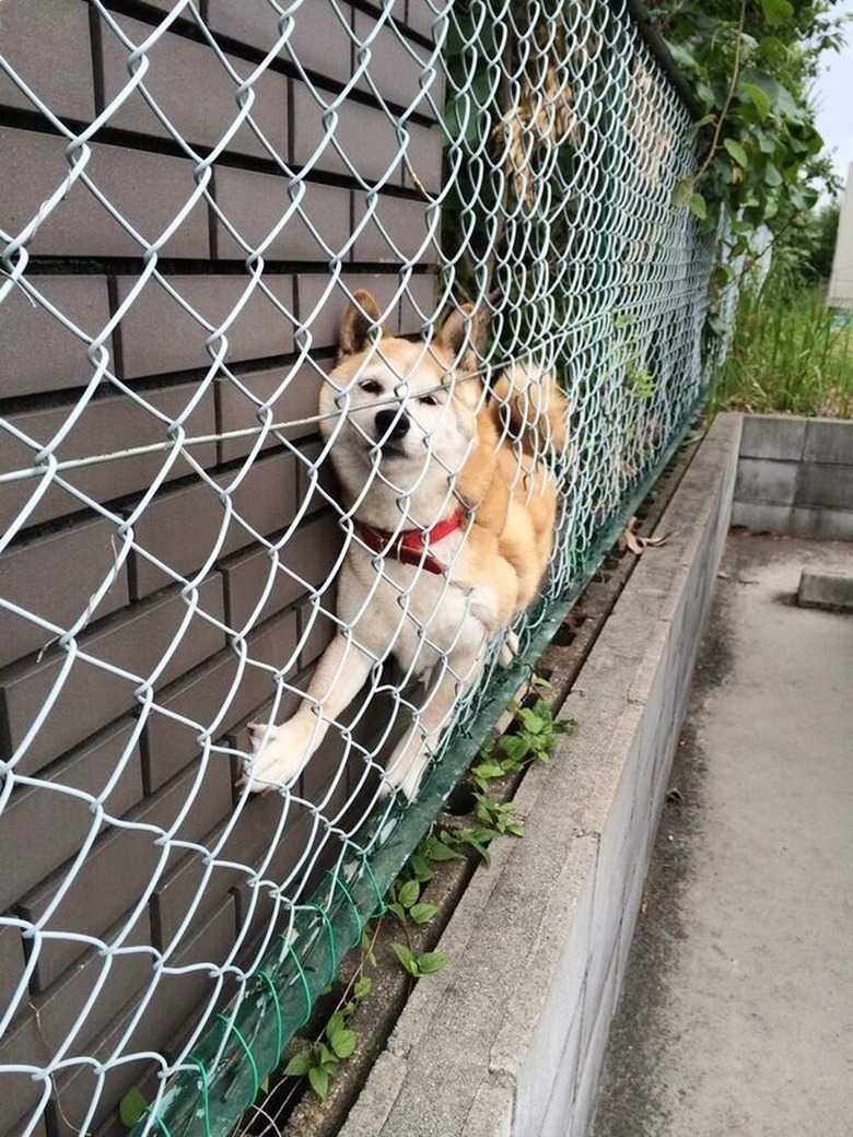 Dog stuck between wall and fence.