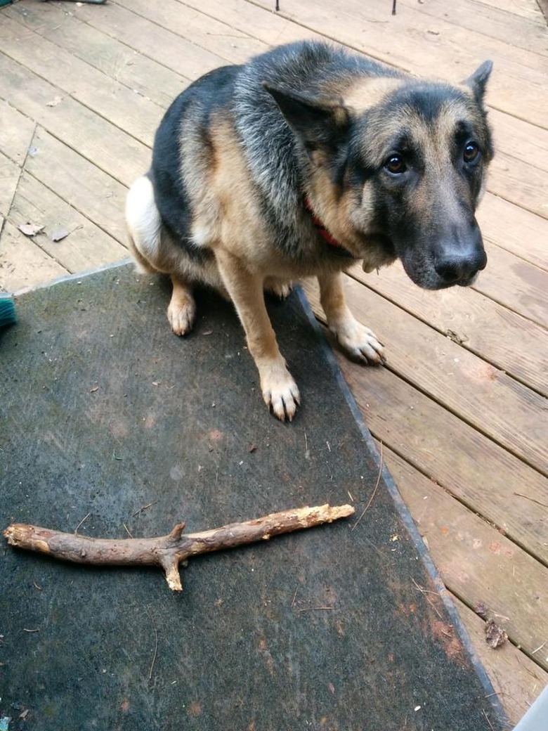 Dog next to stick.