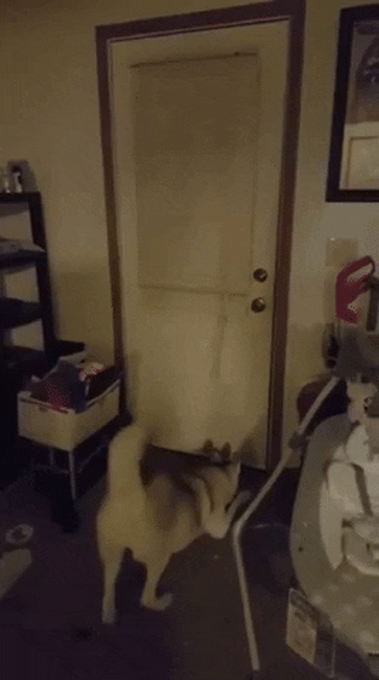 excited dog greets man at door