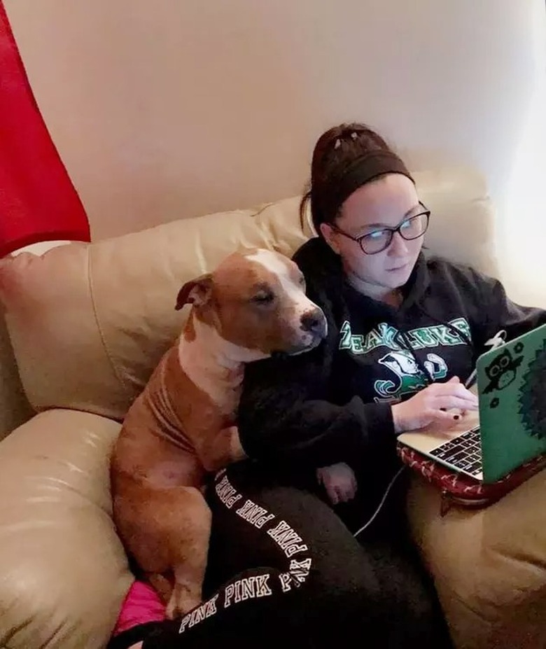 Dog and woman with laptop.