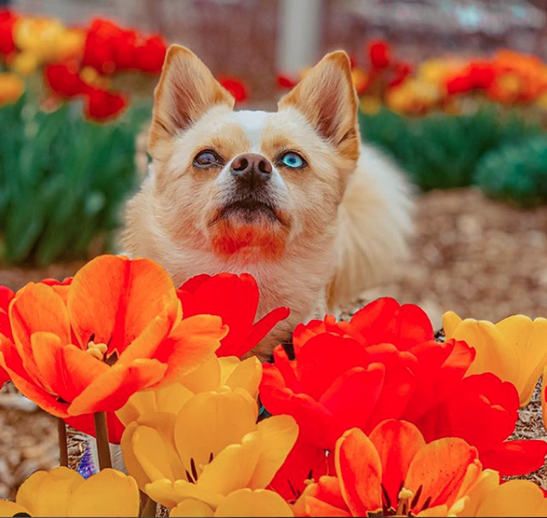 dog surrounded by orange and yellow blooms.