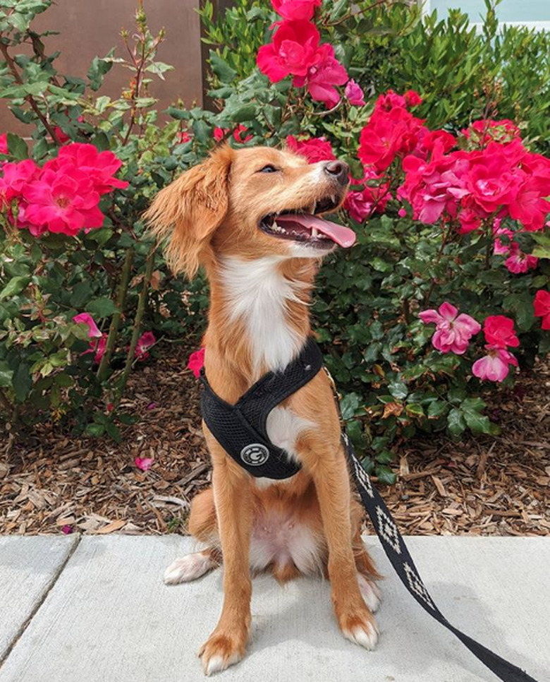 dog sniffing big red roses.