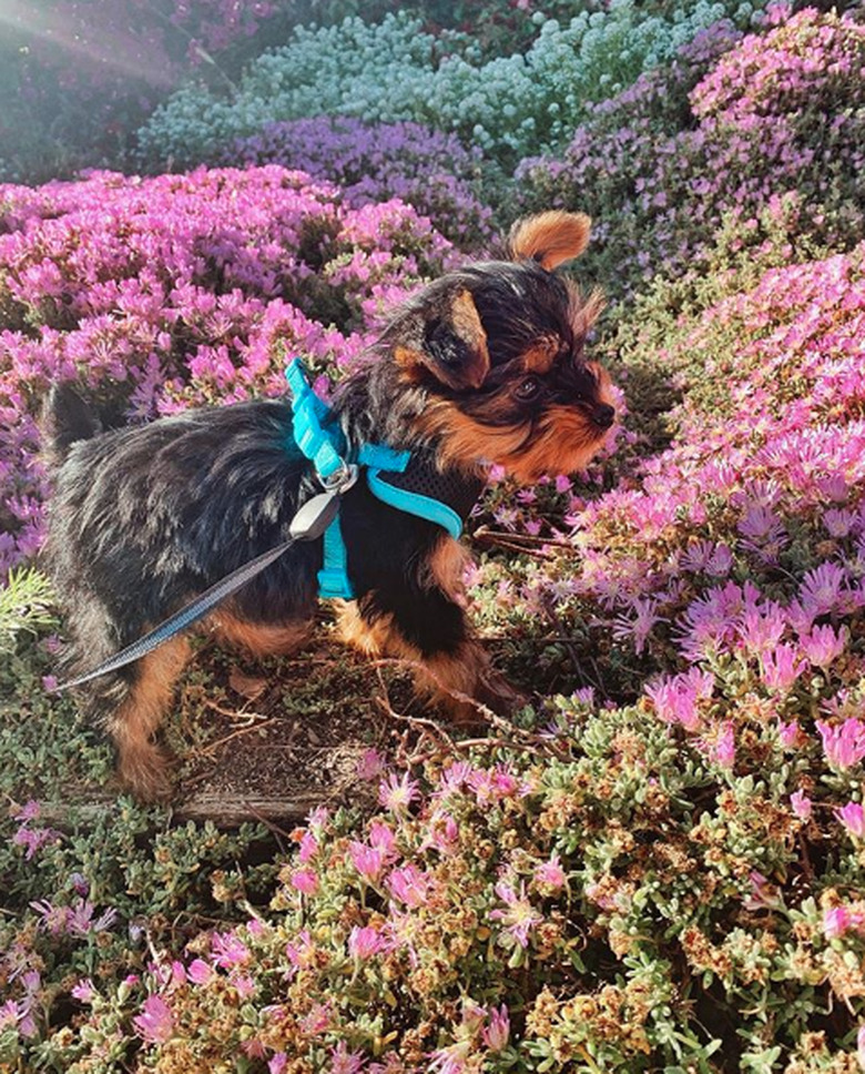 yorkie sniffing purple wildflowers.