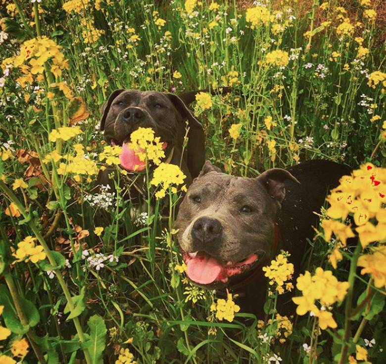 two dogs in field of yellow flowers.