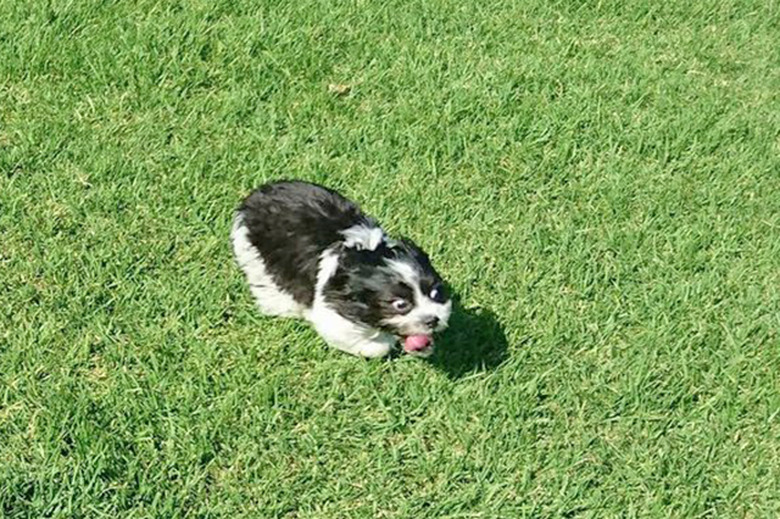 Dogs With A Major Case Of The Zoomies