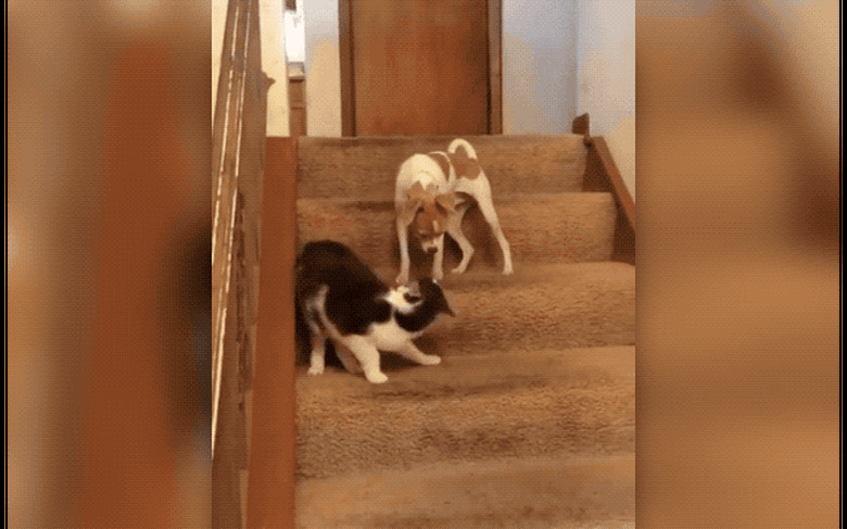 Dogs With A Major Case Of The Zoomies