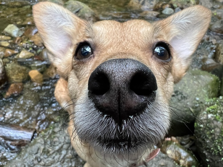 Close up of dog's nose