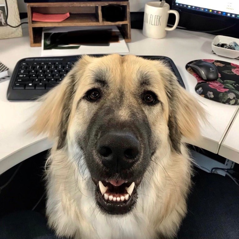 A tan and black dog sitting at an office desk