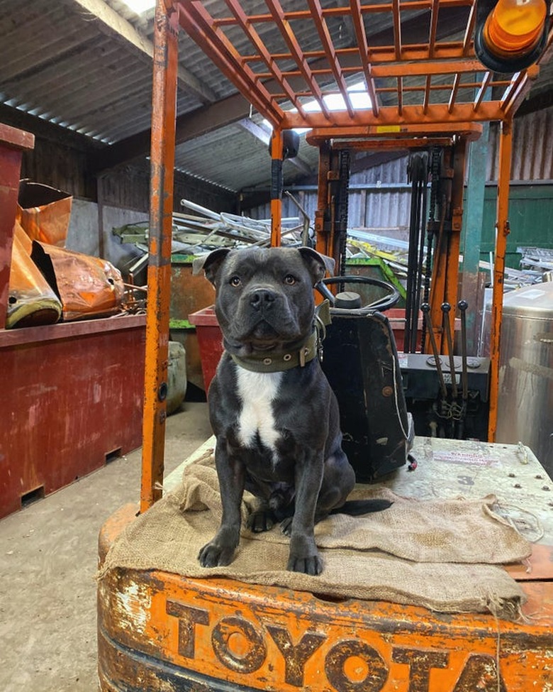 A cute gray pitbull sitting in a fork lift.