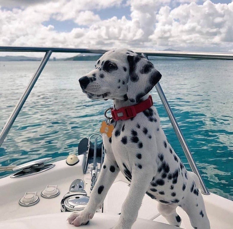 A dalmation puppy on a sailboat.