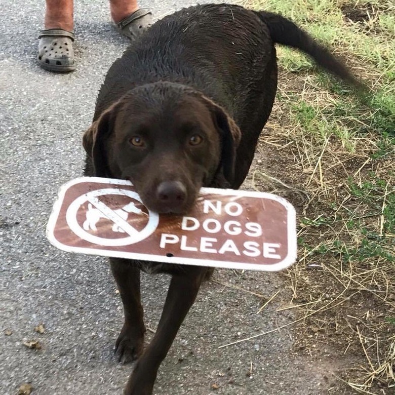 A chocolate lab holding a sign in his mouth that says 