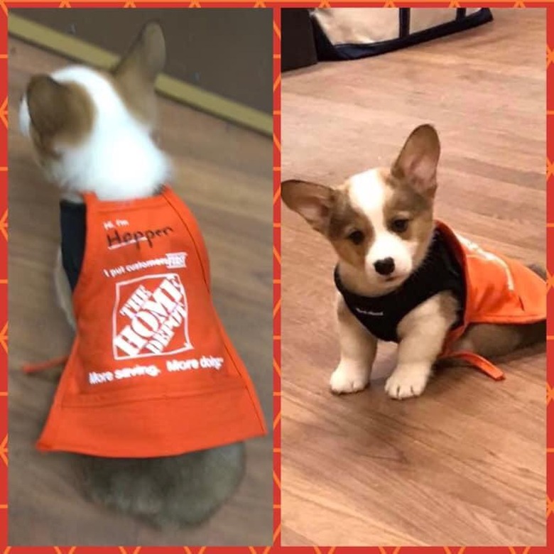 A corgi puppy in an orange Home Depot apron that says 